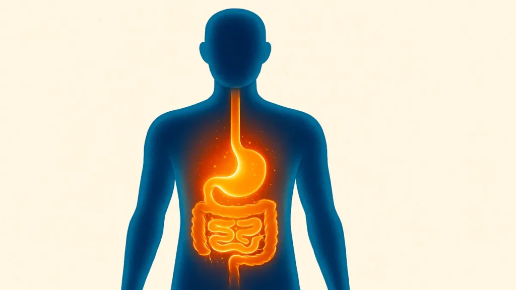 Illustration of human metabolism and energy system